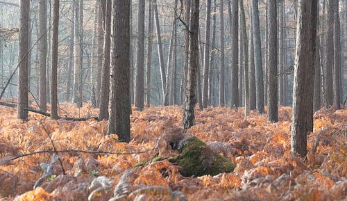 Forêt d'automne sur la crête d'Utrecht sur Peter Haastrecht, van