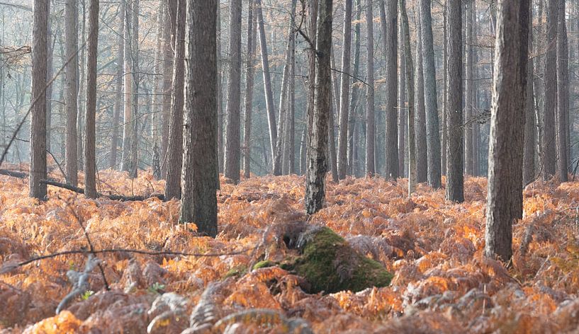 Autumn forest on the Utrecht Ridge by Peter Haastrecht, van