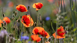 Summer Symphony von Martin Wohlgemuth