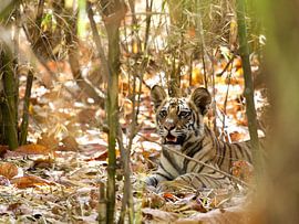 Verstoppertje spelen by Thea Kleinrouweler