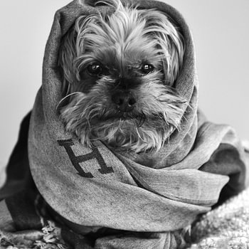 Honden - Elegante Yorkshire