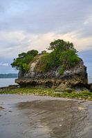 La roche avec la végétation