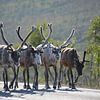 4 rennes sur la route en Laponie norvégienne près du Cap Nord sur My Footprints