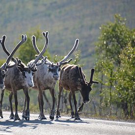 4 reindeer on the road in Norwegian Lapland near North Cape by My Footprints