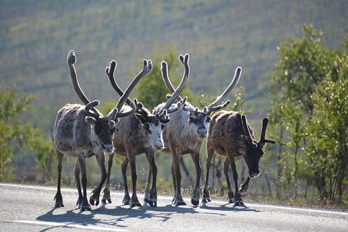 4 rendieren op weg in Noors Lapland bij Noordkaap