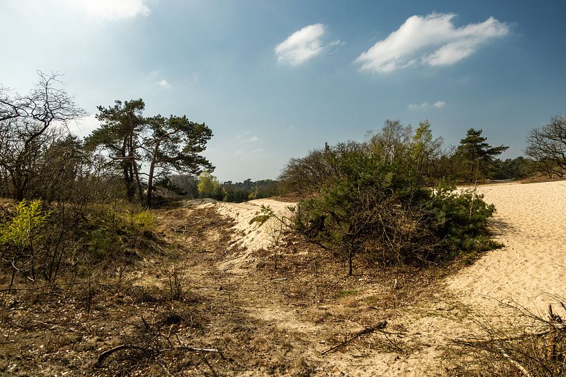 Dunes de Drunen près de Giersbergen 4 par Carin IJpelaar