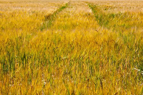Summer Grain field with cart track