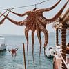 Drogende inktvis in Amoudi Bay, Santorini Griekenland van Manon Visser
