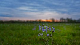 Untergehende Sonne Beekberger Wald von JW Image Solutions