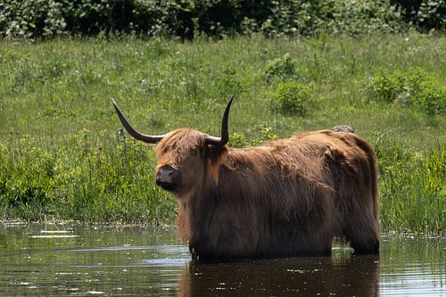 Scottish Highlanders