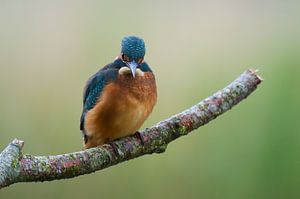 Junger Eisvogel