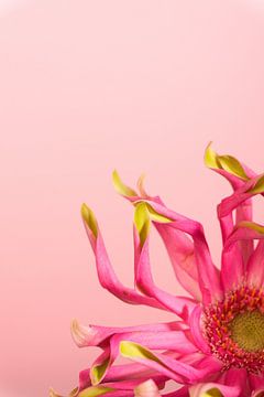 Blume von simone swart