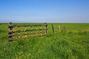 Zaun und Wiese