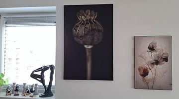 Kundenfoto: Mohnblume Liebe von Karin Bakker Fotografie