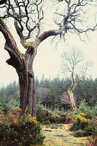 Ein alter Wald in Irland