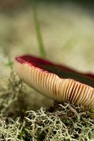 Herfst Paddenstoel op mos