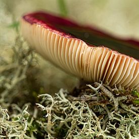 Autumn Mushroom on moss by Michelle Rook