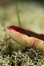 Autumn Mushroom on moss by Michelle Rook thumbnail