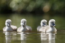 Young swans by Menno Schaefer
