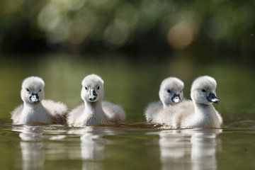 Jeunes cygnes sur Menno Schaefer