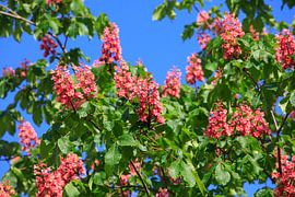 Le marronnier sur Thomas Jäger