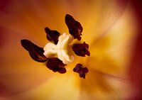 Tulp