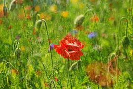 Une prairie d'été pittoresque