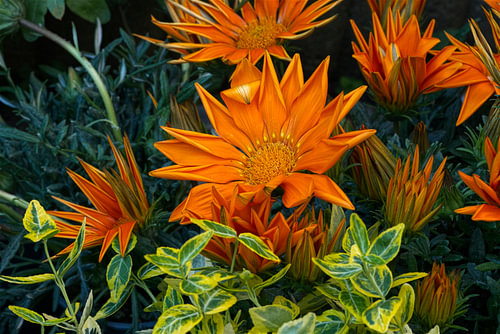 Strahlende orangefarbene Gazanien in voller Blüte