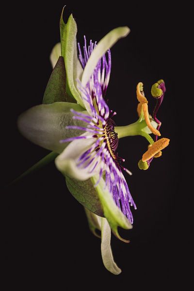 Bildende Kunst Passionsblume von Sandra Hazes