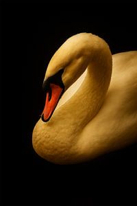 Zwaan Elegantie van de Zwaan
