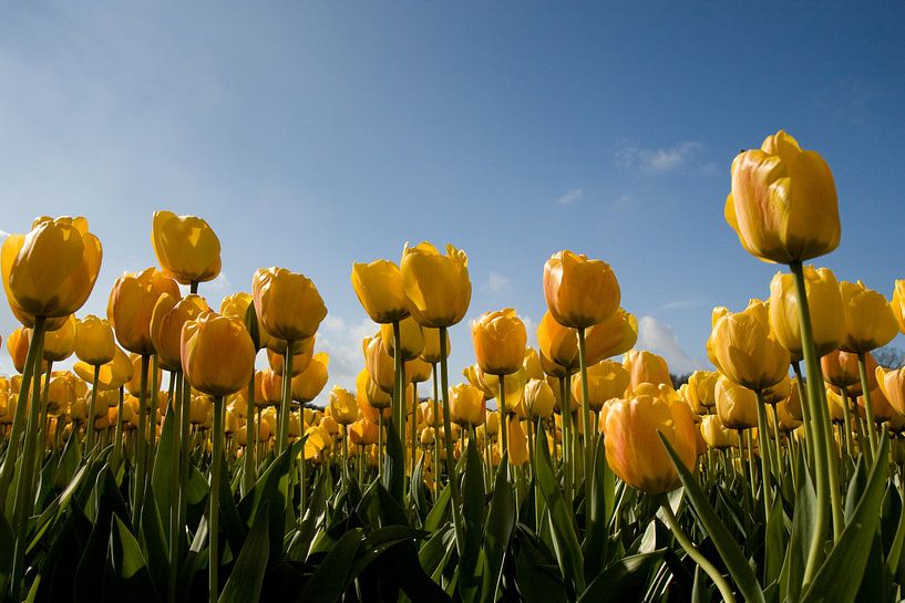 Gele tulpen van Simone Meijer