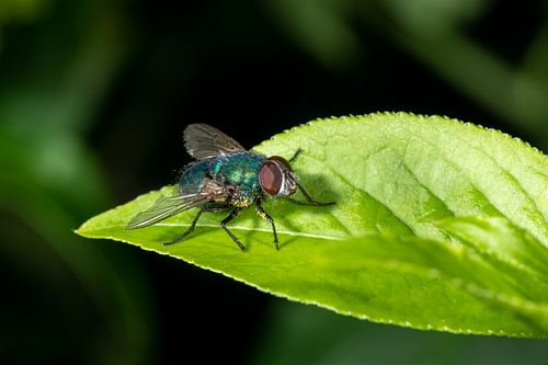 mouche verte