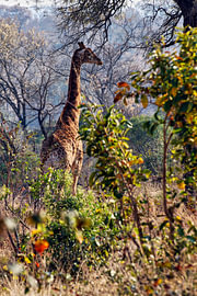 Giraffe: Krüger-Nationalpark von Rob Geerlings