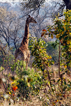 Girafe : Parc national Kruger