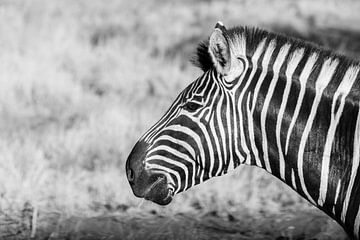 Zebra || Safari, Art Print, Zuid-Afrika || Kruger Nationaal Park van Suzanne Spijkers