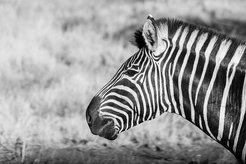 Zebra || Safari, Kunstdruck, Südafrika || Kruger National Park von Suzanne Spijkers