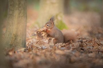 Squirrel on the ground by Lisa Dumon