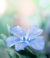 vinca minor