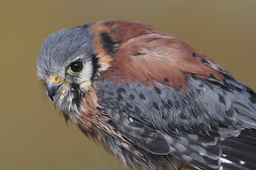Amerikaanse Torenvalk (Falco sparverius) van Ronald Pol