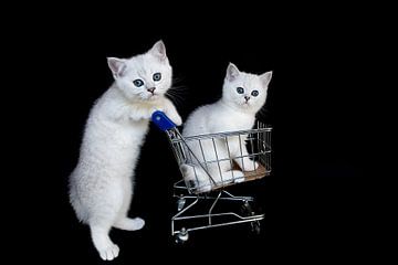 Witte kittens met winkelwagen op zwart van Ben Schonewille