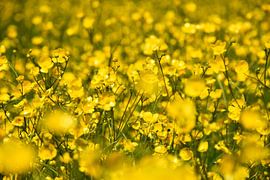 A field of buttercups by Claude Laprise