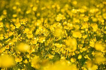 Ein Feld voller Butterblumen