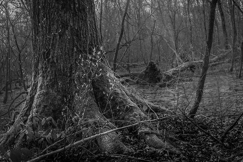 Een oude bom in het moeras