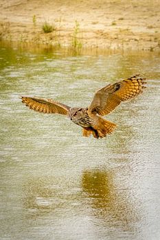 An eagle owl, the bird of prey flies with spread wings above a lake. Beautiful reflection in the wat