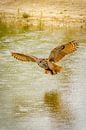 Ein Uhu, der Raubvogel, fliegt mit ausgebreiteten Flügeln über einen See. Schöne Reflexion im Wasser von Gea Veenstra Miniaturansicht