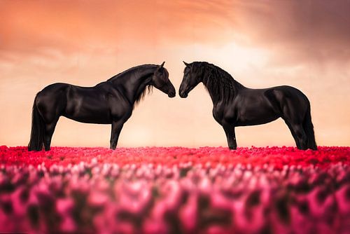 Holländische Tulpen mit friesischen Pferden