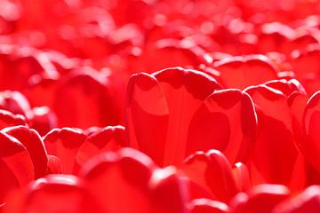 Red Tulips by Antwan Janssen