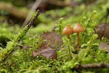 Dubbele paddenstoel van Dirk Herdramm