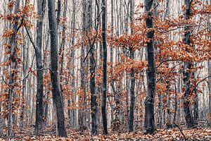 Magischer Wald