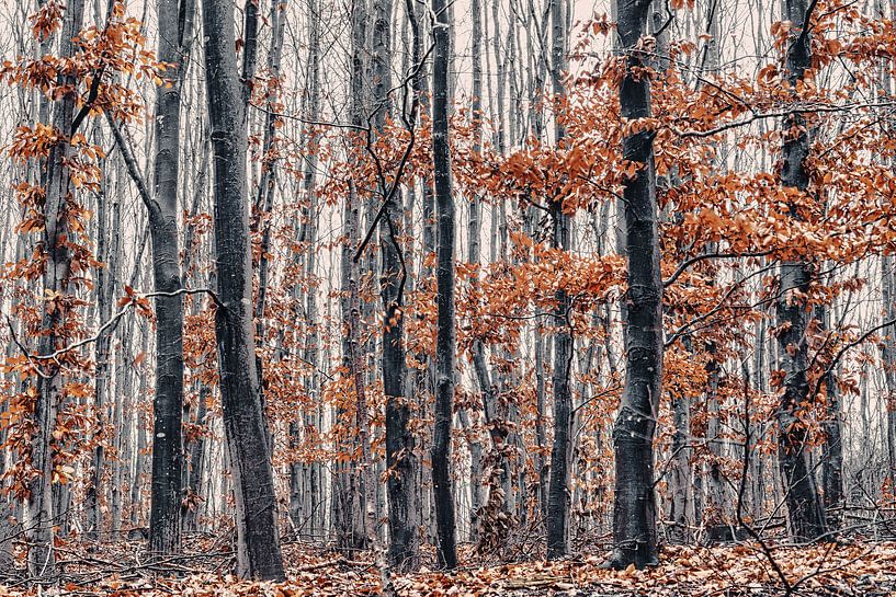 Magical forest by Rik Verslype